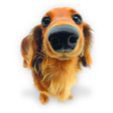 Puppy (5) icon